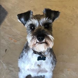 Meet your Posher, Pachy